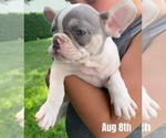 Puppy Rosie French Bulldog