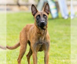 Mutt Dogs for adoption in Camarillo, CA, USA