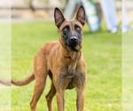 *MIKA - Female Mutt Dog for Adoption - Small photo
