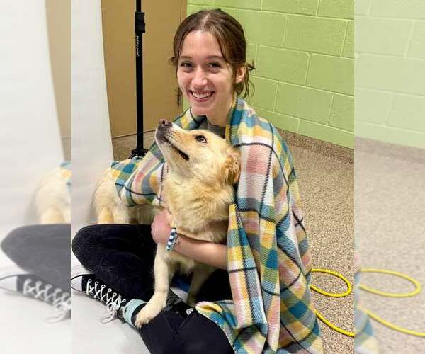 Medium Photo #3 Basset Hound-Siberian Husky Mix Puppy For Sale in Kennesaw, GA, USA