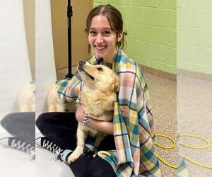 Basset Hound-Siberian Husky Mix Dogs for adoption in Kennesaw, GA, USA