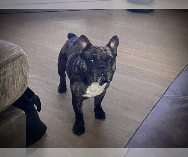 Medium Photo #1 French Bulldog Puppy For Sale in Buffalo, MN, USA