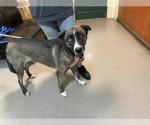 Labsky Dogs for adoption in Pasadena, CA, USA