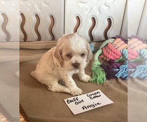Cocker Spaniel Puppy for sale in CADDO, OK, USA