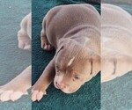 Small #1 American Bully