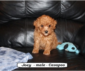 Cavapoo-Poodle (Miniature) Mix Puppy for sale in CLARKRANGE, TN, USA