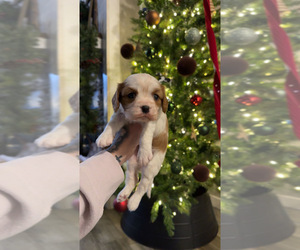 Cavalier King Charles Spaniel Puppy for sale in INDIAN MOUND, TN, USA