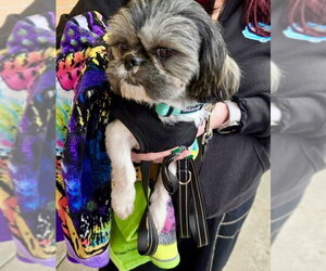 Ozzy - Male Shih Tzu Dog for Adoption - Photo #3