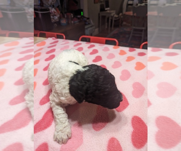 Medium Photo #3 Poodle (Standard) Puppy For Sale in COTTONWOOD, AL, USA