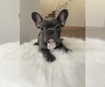 Small Photo #30 French Bulldog Puppy For Sale in DENVER, CO, USA