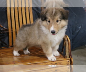 Collie Puppy for sale in SHREVE, OH, USA