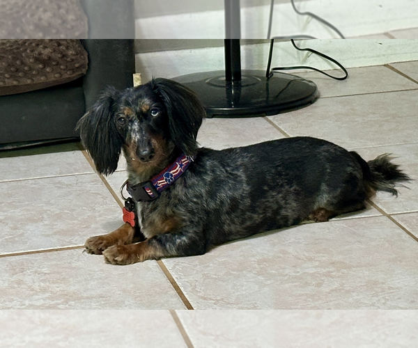 Medium Photo #2 Dachshund Puppy For Sale in Weston, FL, USA