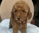 Puppy Pink Goldendoodle (Miniature)