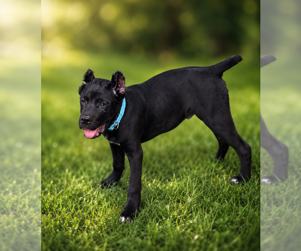 Medium Photo #13 Cane Corso Puppy For Sale in ANDERSON, IN, USA
