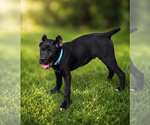 Small #12 Cane Corso