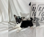 Small #1 Pembroke Welsh Corgi