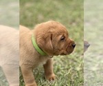 Small Labrador Retriever