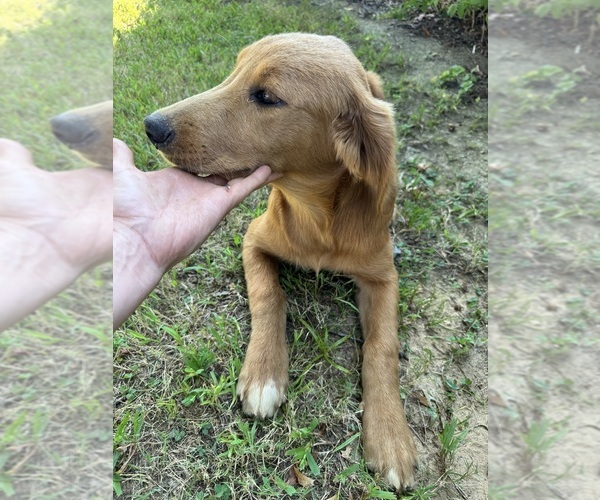 Medium Photo #2 Flat Coated Retriever-Golden Retriever Mix Puppy For Sale in EVA, AL, USA