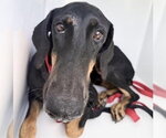 Small #1 Doberman Pinscher