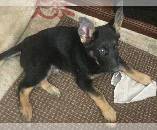 Medium Photo #1 German Shepherd Dog Puppy For Sale in HARLAN, IA, USA
