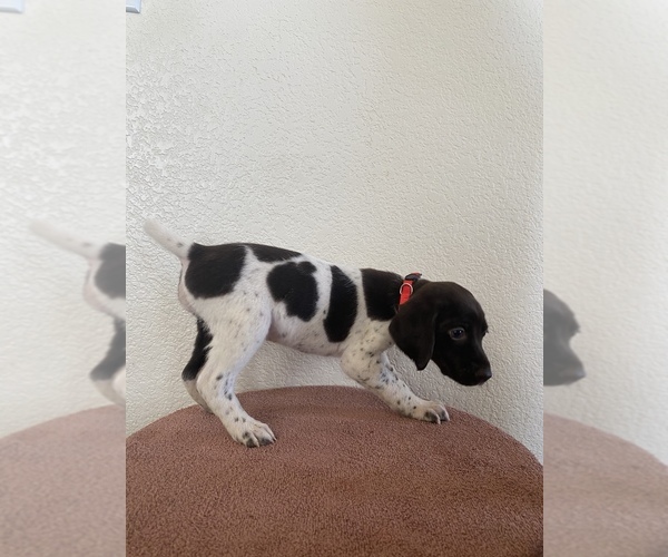Full screen Photo #3 German Shorthaired Pointer Puppy For Sale in CO SPGS, CO, USA