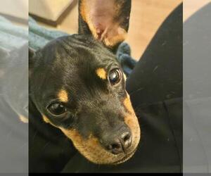 Puppy Norman  -  Bonded With Daisy  - So Ca - Male Doxie-Pin Dog for Adoption - Photo #7