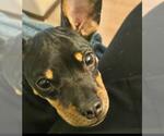 Small #6 Doxie-Pin