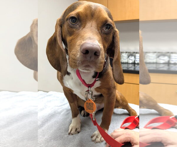 Medium Photo #11 Beagle Puppy For Sale in Dunnellon, FL, USA