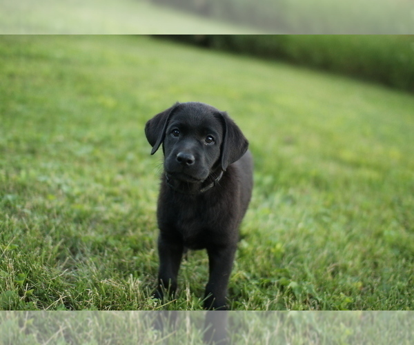 Medium Photo #2 Labrador Retriever Puppy For Sale in FRYTOWN, IA, USA