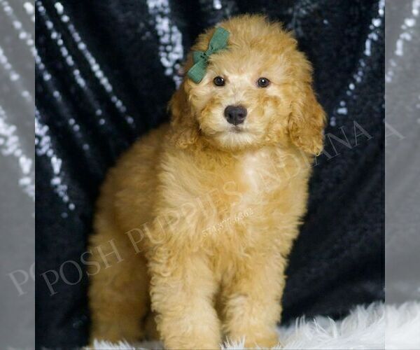 Medium Photo #4 Goldendoodle (Miniature) Puppy For Sale in WARSAW, IN, USA