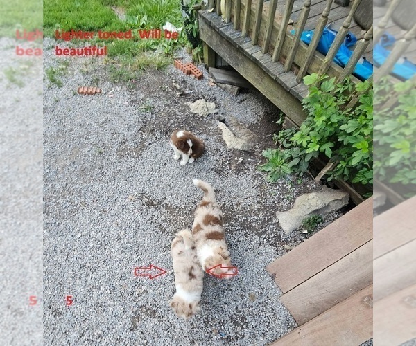 Medium Photo #13 Australian Shepherd Puppy For Sale in FLEMINGSBURG, KY, USA