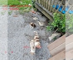 Small Photo #13 Australian Shepherd Puppy For Sale in FLEMINGSBURG, KY, USA