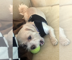 Small #4 Maltipoo
