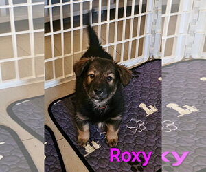 Mutt Dogs for adoption in Royal Palm Beach, FL, USA