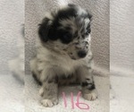 Small Australian Shepherd