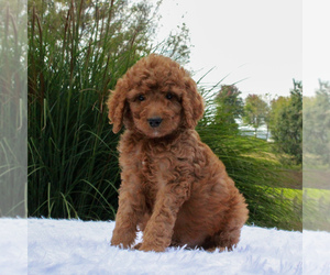Poodle (Standard) Puppy for sale in GORDONVILLE, PA, USA