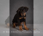Small Photo #1 Australian Shepherd Puppy For Sale in PLEASANTON, KS, USA