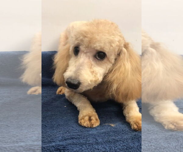 Medium Photo #3 Mutt Puppy For Sale in Lincolnwood, IL, USA