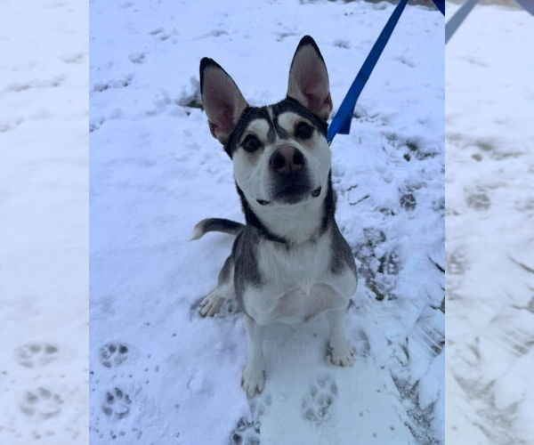 Medium Photo #4 Siberian Husky-Unknown Mix Puppy For Sale in Muskegon, MI, USA