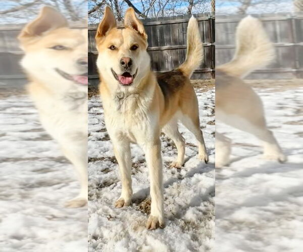 Medium Photo #3 Mutt Puppy For Sale in Great Bend, KS, USA