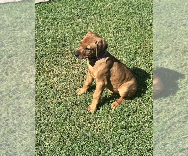 Medium Photo #3 Rhodesian Ridgeback Puppy For Sale in SURPRISE, AZ, USA