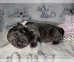 Small Photo #45 French Bulldog Puppy For Sale in MIMS, FL, USA