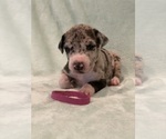 Puppy Dark Pink Great Dane