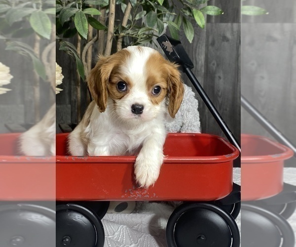 Medium Photo #3 Cavalier King Charles Spaniel Puppy For Sale in CANOGA, NY, USA
