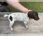 Puppy Yellow girl German Shorthaired Pointer