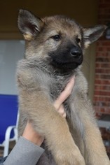 German Shepherd Dog Puppy for sale in HARKER HEIGHTS, TX, USA