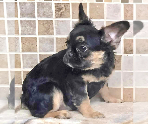 Medium Photo #1 French Bulldog Puppy For Sale in ATLANTA, GA, USA