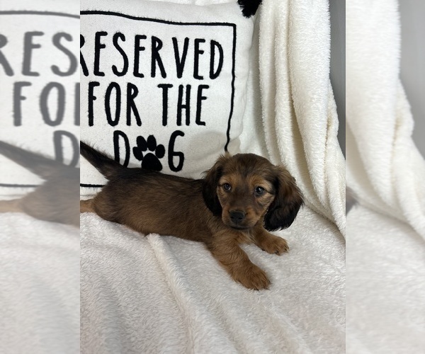 Medium Photo #4 Dachshund Puppy For Sale in GREENFIELD, IN, USA