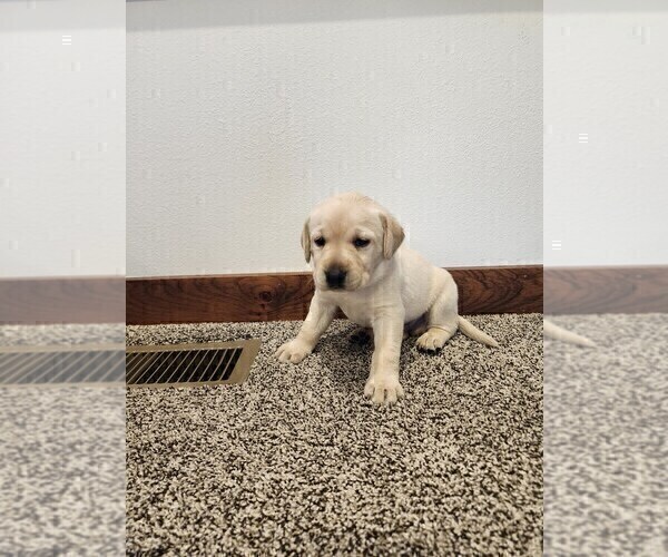 Medium Photo #1 Labrador Retriever Puppy For Sale in BARRON, WI, USA