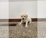 Puppy Yellow Male Labrador Retriever